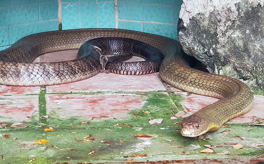 7 loài rắn độc nhất thế gian trong đó số 2 ở Việt Nam rất nhiều