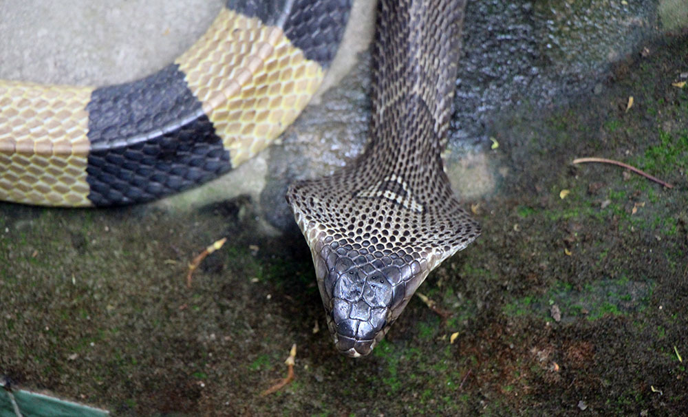 Lạnh người vào nơi nuôi nhiều rắn hổ mang chúa khổng lồ ở miền Tây