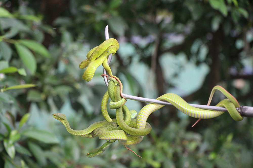 Thousands of snakes densely wrapped in trees in the West