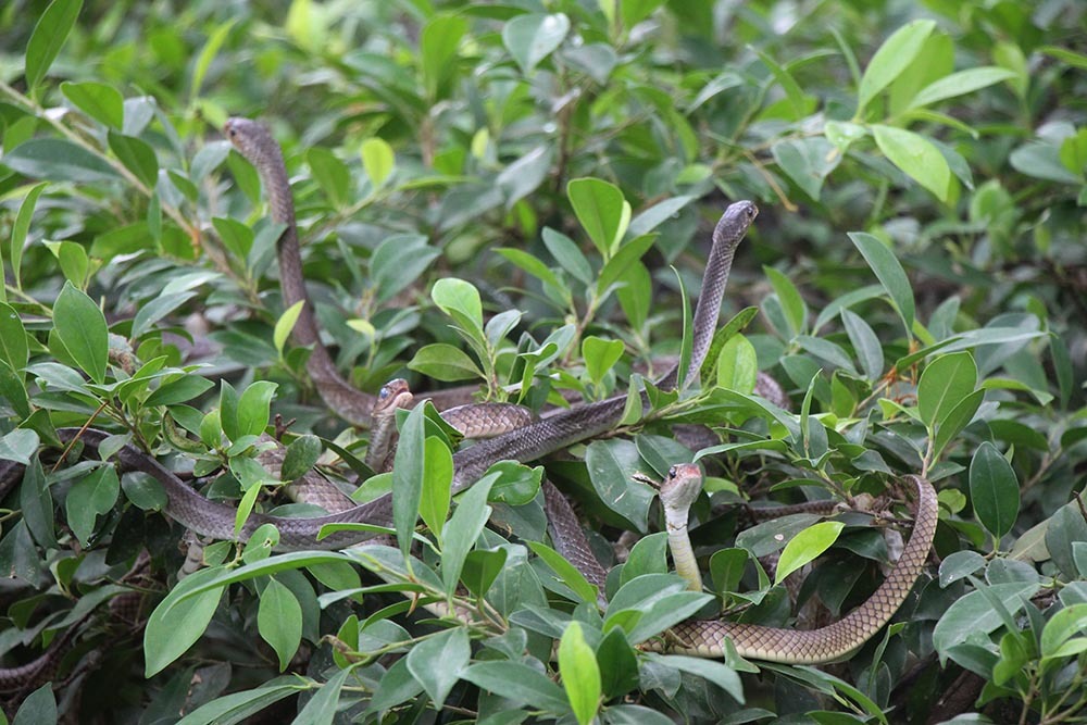 Hàng nghìn con rắn quấn dày đặc trên cây ở miền Tây
