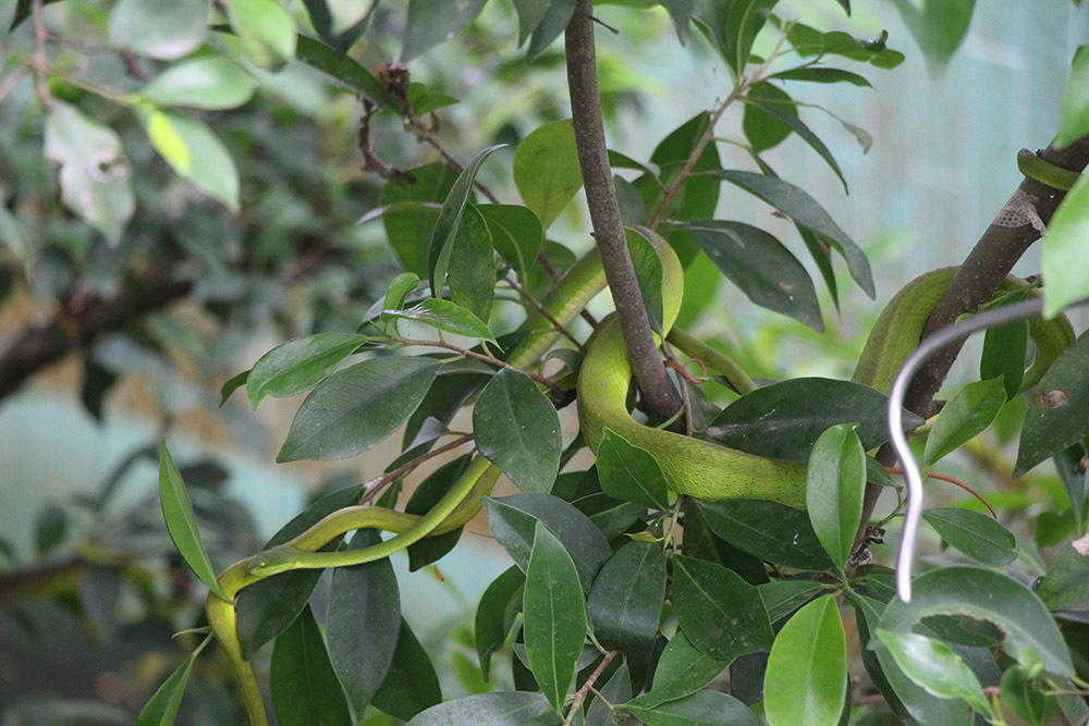 Hàng nghìn con rắn quấn dày đặc trên cây ở miền Tây