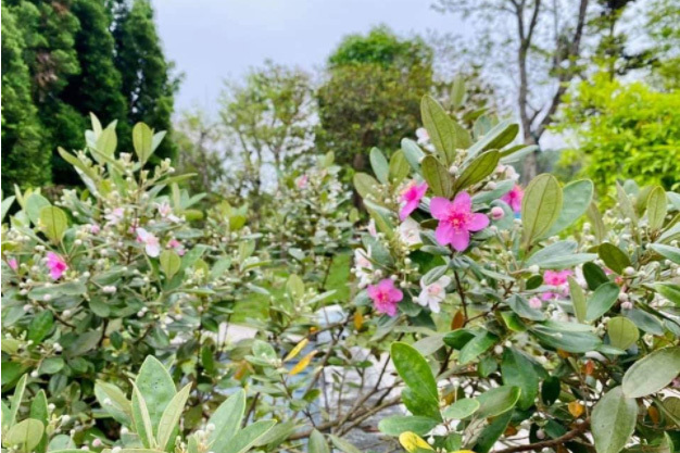 Hoa mua tím Truông Bồn, màu hoa thắm bên ngôi mộ chung
