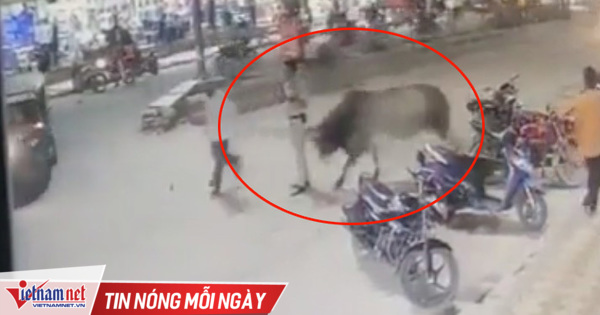 ‘Plugging’ into the phone, the traffic policeman was gored by a cow